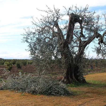 Agrumare Farm Фермерский дом