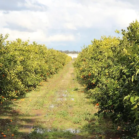 Фермерский дом Agrumare Farm